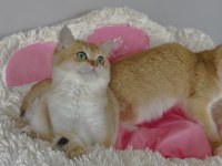 Scr li anne babadan golden ny12 Brıtıah shorthair 