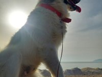 Chico ömürlük yuvasını arıyor border collie