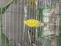 Sevda papağanı 8 aylık lutino kafesi ile birlikte