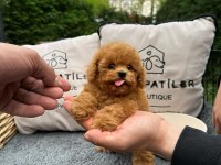 Kalitesi Karakterine Yansımış Toy Poodle Yavrumuz