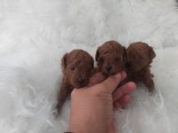 Kore toy poodle bebekler