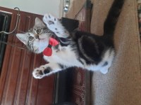 Son british shorthair yavrumuz