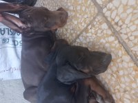 Anne baba a scr doberman