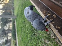 5 yaşında çok konuşan jako papağanı