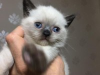 British blue point ve siyam yavrularımız teslime hazır