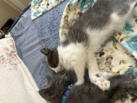 4 aylık british shorthair prensimiz