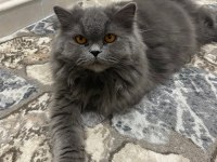 British longhair kızıma güzel yuva arıyoruz