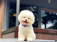 Yavru Pomeranian Boolarımız