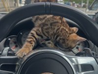 OzyLeopard bengal kittens