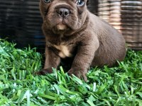 Anatomi Harikası French Bulldog Yavrular