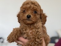 2 aylık toy poodle yavrular yeni ailelerini arıyor