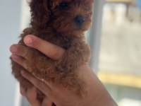 Safkan kore teacup poodle yavrular