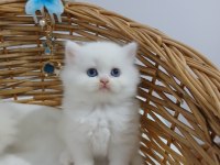 Best Of 2026 Chinchilla