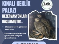 Kınalı Keklik Palazı Bulunmaktadır