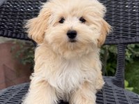Kore Maltipoo bebekler