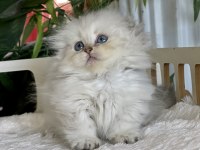 Cüce Büyümeyen Kısa Bacaklı Munchkin Fold Safkan