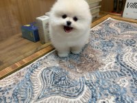 Orjinal Pomeranian Boo