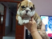 %100 IRK GARANTİLİ İNGİLİZ BULLDOG YAVRULARI