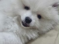 POMERANİAN BOO BEBEKLER
