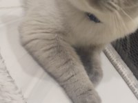 1 Dişi ve 1 erkek British Shorthair