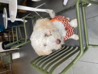 Maltipoo yavrumuza yuva arıyoruz ücretlidir
