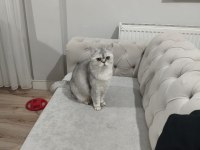 Sevimli kedimiz dino muza kalıcı yuva arıyoruz