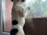 Safkan French Bulldog Güzellik