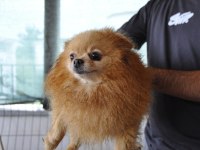 2.5 Yaşında Çiftleşmeye Uygun Dişi Pomeranian Boo