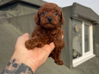 Dark red brown ve red brown poodle yavrular
