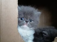 Pofuduk poğaçam persian kedimiz