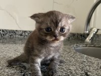 Scottish Fold Dişi