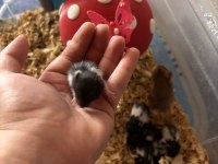 Uzun tüylü suriye hamster yeni sahiplerini bekliyor