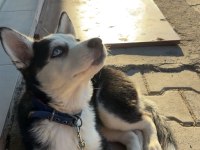 5 aylık husky
