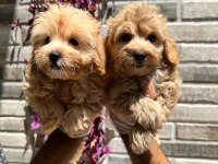 Maltipoo yavrularımız