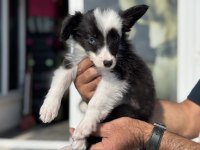 Show kalite safkan border collie yavrularımız