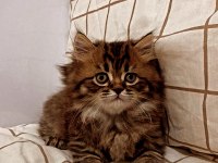 Yakışıklı british longhair oğlumuza sahip aranıyor