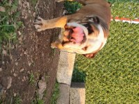 Damızlık 16 aylık 3 dişi ve 1 erkek bulldog