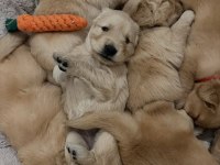 Golden Retriever Dişi Erkek Mevcut