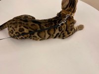 BENGAL KEDİSİ MUHTEŞEM GÜZELLİK