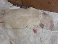 6 adet pekinez yavru