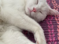 British shorthair x yerli tekir