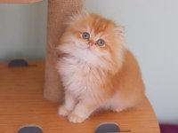 British Longhair Safkan Dişi