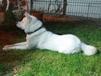 Akita İnu Köpeğimiz İçin Ulaşın