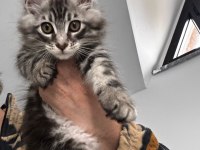 MAİNE COON DEV YAVRU KEDİLER