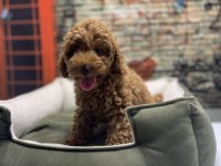 Red Brown Toy Poodle Erkek @petclubadanaa