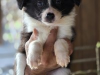 Border Collie Yavruları
