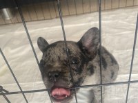 ACİL SAHİPLENDİRME BULLDOG