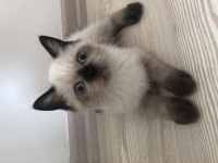 1 aylık yavru british shorthair