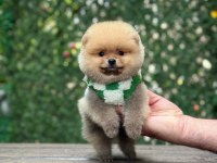 Irk ve Sağlık Garantili Pomeranian Boo