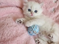 Safkan Bebek British Longhair Mavi Gözlü